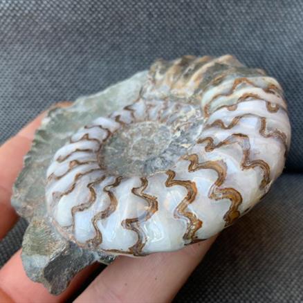 Aegasteroceras Sp Polished Fossil Ammonite, Scunthorpe, England. Lower Lias, Lower Jurassic, 200 Million Years Old.