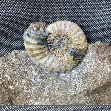 Aegasteroceras Sp Polished Fossil Ammonite, Scunthorpe, England. Lower Lias, Lower Jurassic, 200 Million Years Old.