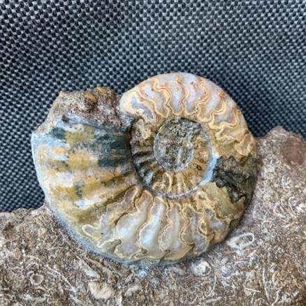 Aegasteroceras Sp Polished Fossil Ammonite, Scunthorpe, England. Lower Lias, Lower Jurassic, 200 Million Years Old.