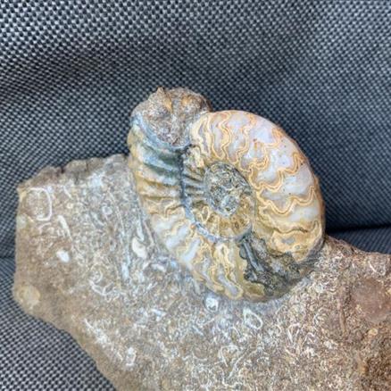 Aegasteroceras Sp Polished Fossil Ammonite, Scunthorpe, England. Lower Lias, Lower Jurassic, 200 Million Years Old.