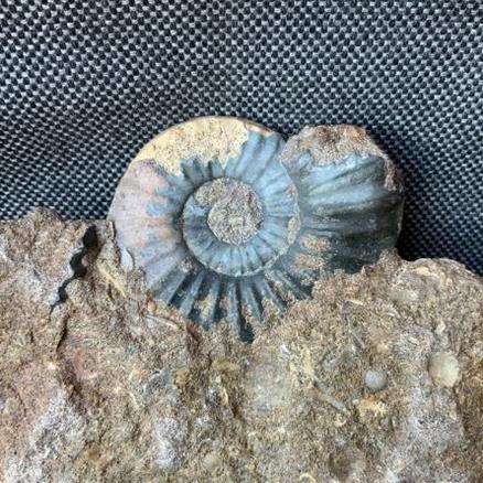 Aegasteroceras Sp Polished Fossil Ammonite, Scunthorpe, England. Lower Lias, Lower Jurassic, 200 Million Years Old.