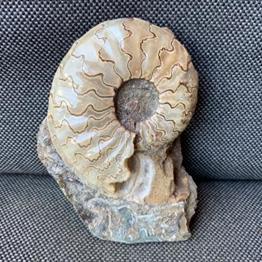 Eparietites sp Polished Ammonite Frodingham Ironstone Scunthorpe, England. Lower Lias, Lower Jurassic, 200 Million Years Old.Stone Treasures Fossils4sale