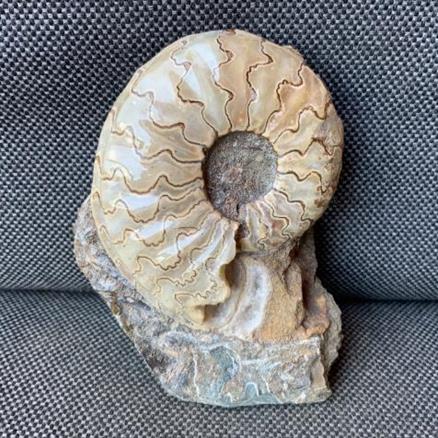 Eparietites sp Polished Ammonite Frodingham Ironstone Scunthorpe, England. Lower Lias, Lower Jurassic, 200 Million Years Old. Stone Treasures Fossils4sale