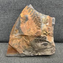 Fossil Coal Measure fern 3. 400gms 10cm x 10cm Stone Treasures fossils4sale