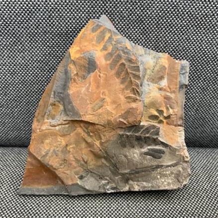 Fossil Coal Measure fern 3. 400gms 10cm x 10cmStone Treasures fossils4sale