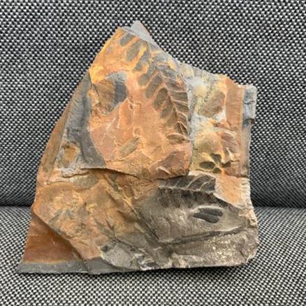 Fossil Coal Measure fern 3. 400gms 10cm x 10cm Stone Treasures fossils4sale