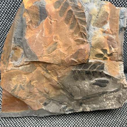 Fossil Coal Measure fern 3. 400gms 10cm x 10cm Stone Treasures fossils4sale