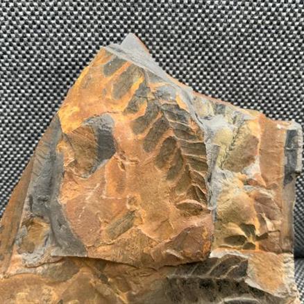 Fossil Coal Measure fern 3. 400gms 10cm x 10cm Stone Treasures fossils4sale