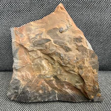 Fossil Coal Measure fern 3. 400gms 10cm x 10cm Stone Treasures fossils4sale