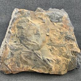 Fossil Coal Measure fern 1.79kg 19cm x 15cm Stone Treasures fossils4sale