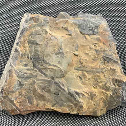 Fossil Coal Measure fern 1.79kg 19cm x 15cm Stone Treasures fossils4sale