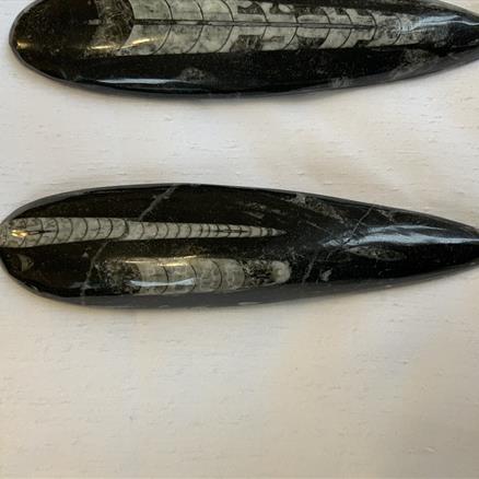 Orthoceras polished specimen Morocco Stone Treasures Fossils4sale