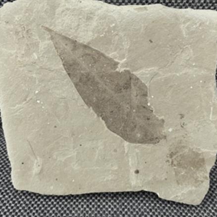 Fossil Plant Leaf (Unidentified Species), Eocene, Douglass Pass, Colorado, USA Fossils4sale Stone Treasures