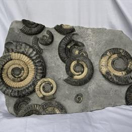 Multiblock Metophioceras sp Fossil Ammonite, Jurassic, Lyme Regis, Dorset Fossils4sale Stone Treasures