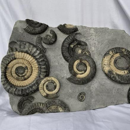 Multiblock Metophioceras sp Fossil Ammonite, Jurassic, Lyme Regis, Dorset Fossils4sale Stone Treasures