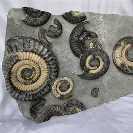 Multiblock Metophioceras sp Fossil Ammonite, Jurassic, Lyme Regis, Dorset Fossils4sale Stone Treasures