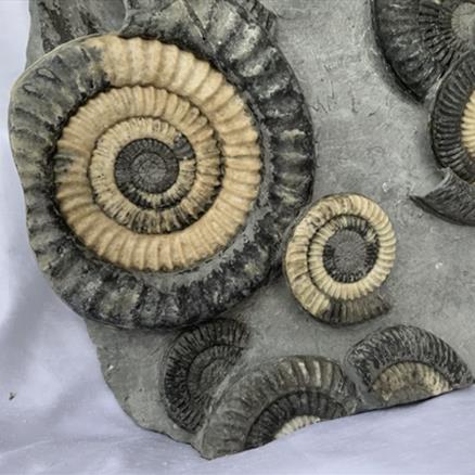 Multiblock Metophioceras sp Fossil Ammonite, Jurassic, Lyme Regis, Dorset Fossils4sale Stone Treasures