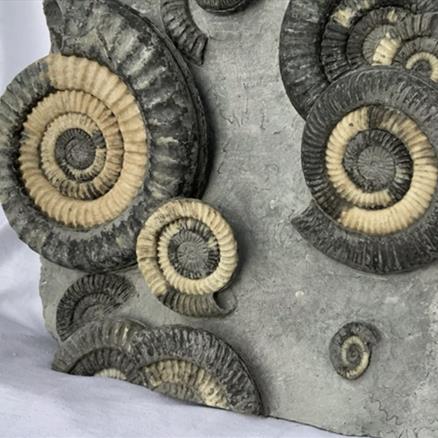 Multiblock Metophioceras sp Fossil Ammonite, Jurassic, Lyme Regis, Dorset Fossils4sale Stone Treasures