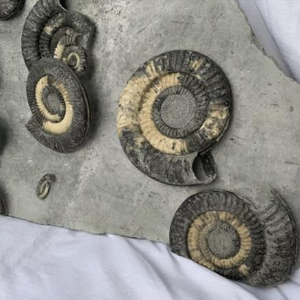 Multiblock Metophioceras sp Fossil Ammonite, Jurassic, Lyme Regis, Dorset Fossils4sale Stone Treasures