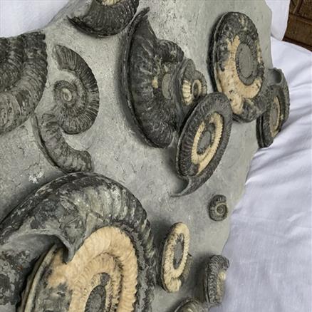 Multiblock Metophioceras sp Fossil Ammonite, Jurassic, Lyme Regis, Dorset Fossils4sale Stone Treasures