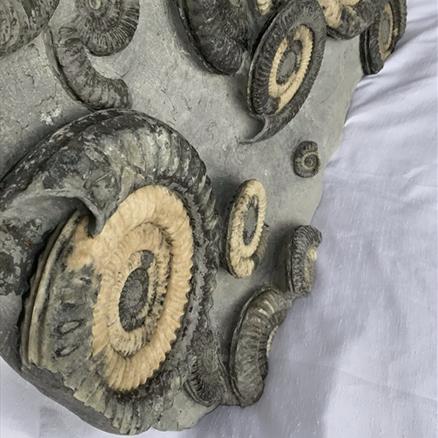 Multiblock Metophioceras sp Fossil Ammonite, Jurassic, Lyme Regis, Dorset Fossils4sale Stone Treasures