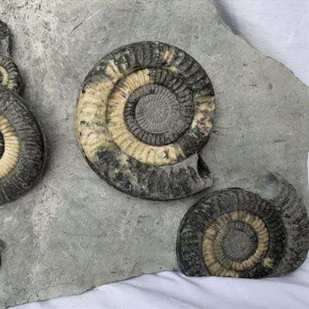 Multiblock Metophioceras sp Fossil Ammonite, Jurassic, Lyme Regis, Dorset Fossils4sale Stone Treasures