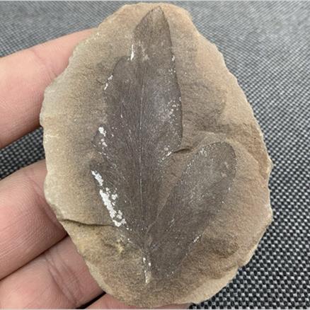 Fossil Plant Nodule Pos / Neg, Carboniferous, Mazon Creek, Illinois, USA from Fossil 4 Sale Stone Treasures