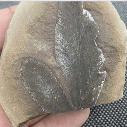 Fossil Plant Nodule Pos / Neg, Carboniferous, Mazon Creek, Illinois, USA from Fossil 4 Sale Stone Treasures