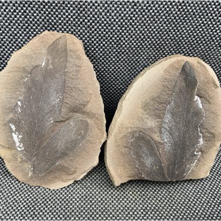 Fossil Plant Nodule Pos / Neg, Carboniferous, Mazon Creek, Illinois, USA from Fossil 4 Sale Stone Treasures