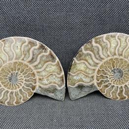 Polished Ammonite Pair Display Fossil, Cleoniceras sp, Creteceous, Madagascar Fossils4sale Stone Treasures