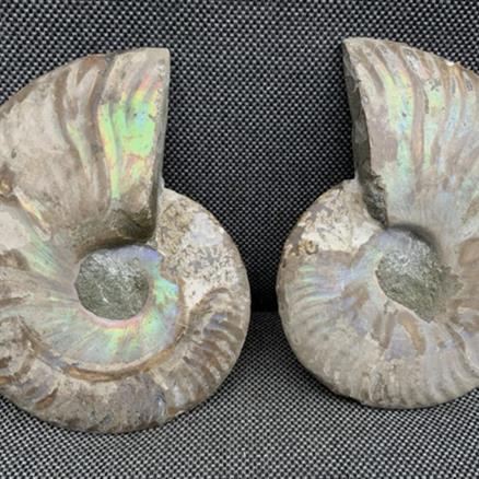 Polished Ammonite Pair Display Fossil, Cleoniceras sp, Creteceous, Madagascar Fossils4sale Stone Treasures