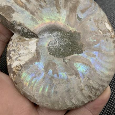 Polished Ammonite Pair Display Fossil, Cleoniceras sp, Creteceous, Madagascar Fossils4sale Stone Treasures