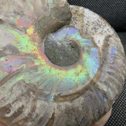 Polished Ammonite Pair Display Fossil, Cleoniceras sp, Creteceous, Madagascar Fossils4sale Stone Treasures