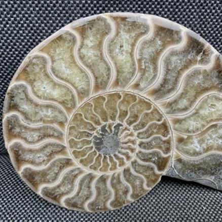 Polished Ammonite Pair Display Fossil, Cleoniceras sp, Creteceous, Madagascar Fossils4sale Stone Treasures