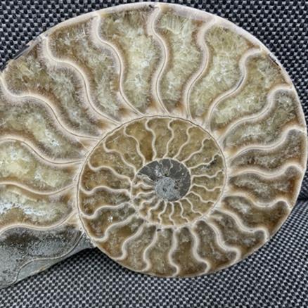 Polished Ammonite Pair Display Fossil, Cleoniceras sp, Creteceous, Madagascar Fossils4sale Stone Treasures