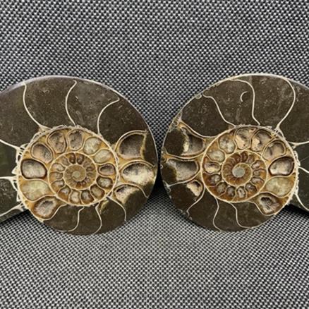 Polished Ammonite 2 Pair Display Fossil, Cleoniceras sp, Creteceous, Madagascar Fossils4sale Stone Treasures