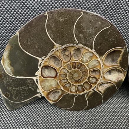 Polished Ammonite 2 Pair Display Fossil, Cleoniceras sp, Creteceous, Madagascar Fossils4sale Stone Treasures