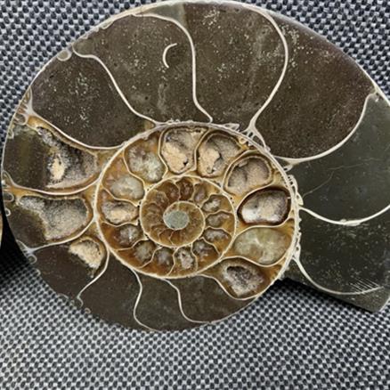 Polished Ammonite 2 Pair Display Fossil, Cleoniceras sp, Creteceous, Madagascar Fossils4sale Stone Treasures