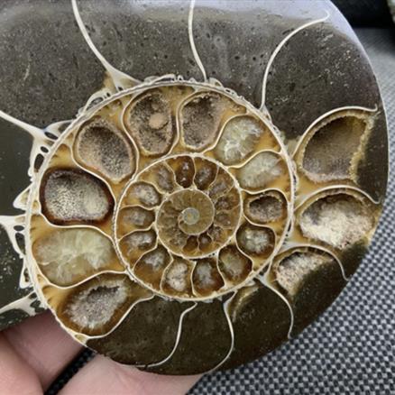 Polished Ammonite 2 Pair Display Fossil, Cleoniceras sp, Creteceous, Madagascar Fossils4sale Stone Treasures