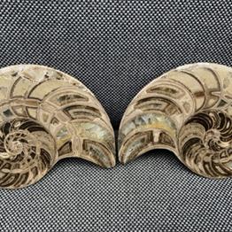 Polished Nautilus Pair Display Fossil, Cenoceras sp, Creteceous, Madagascar Fossils4sale Stone Treasures