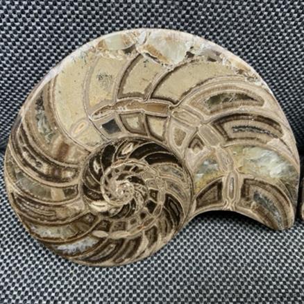 Polished Nautilus Pair Display Fossil, Cenoceras sp, Creteceous, Madagascar Fossils4sale Stone Treasures