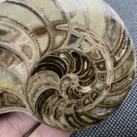 Polished Nautilus Pair Display Fossil, Cenoceras sp, Creteceous, Madagascar Fossils4sale Stone Treasures