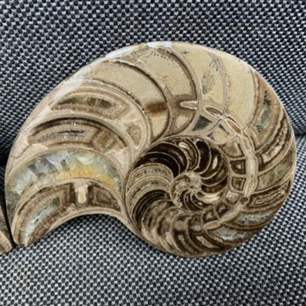 Polished Nautilus Pair Display Fossil, Cenoceras sp, Creteceous, Madagascar Fossils4sale Stone Treasures