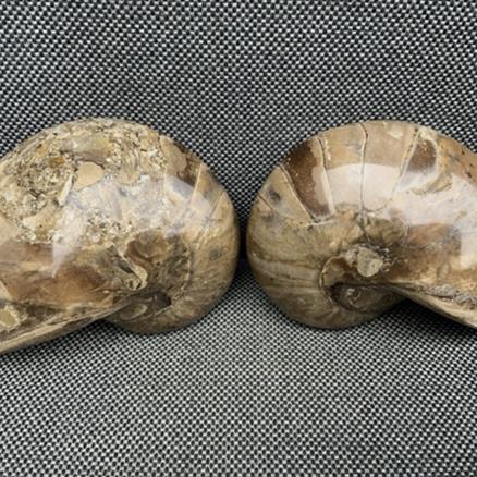 Polished Nautilus Pair Display Fossil, Cenoceras sp, Creteceous, Madagascar Fossils4sale Stone Treasures