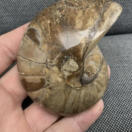 Polished Nautilus Pair Display Fossil, Cenoceras sp, Creteceous, Madagascar Fossils4sale Stone Treasures