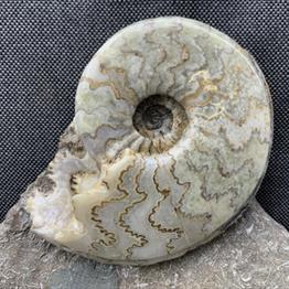 Polished Eparietites sp Rare Scunthorpe Ammonite Jurassic Calcite Fossils4sale Stone Treasures