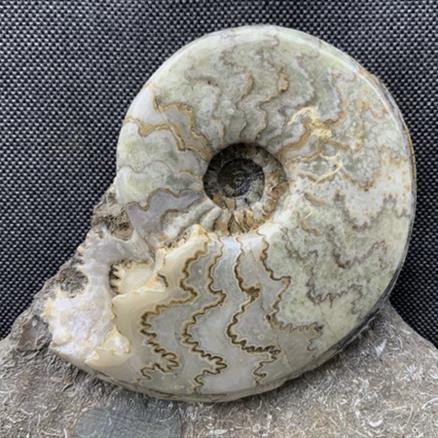 Polished Eparietites sp Rare Scunthorpe Ammonite Jurassic Calcite Fossils4sale Stone Treasures