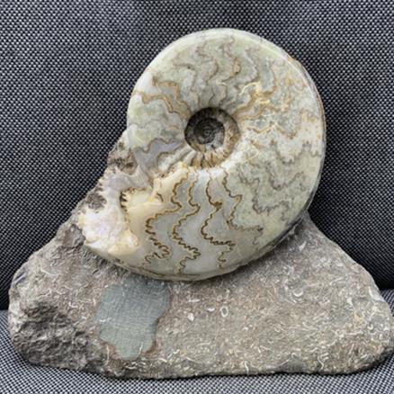 Polished Eparietites sp Rare Scunthorpe Ammonite Jurassic Calcite Fossils4sale Stone Treasures