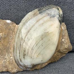 Cardinia sp Polished Fossil Bivalve, Scunthorpe, England. Lower Lias, Lower Jurassic, 200 Million Years Old.