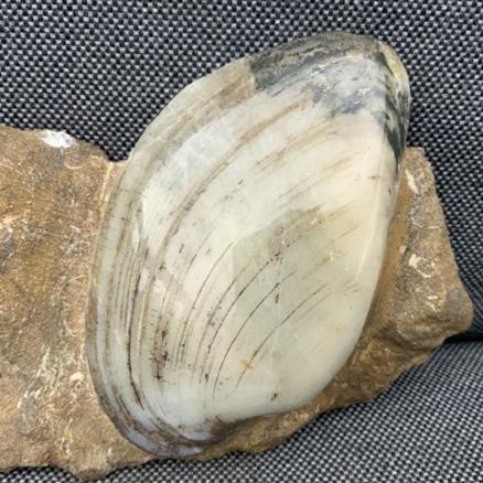 Cardinia sp Polished Fossil Bivalve, Scunthorpe, England. Lower Lias, Lower Jurassic, 200 Million Years Old.